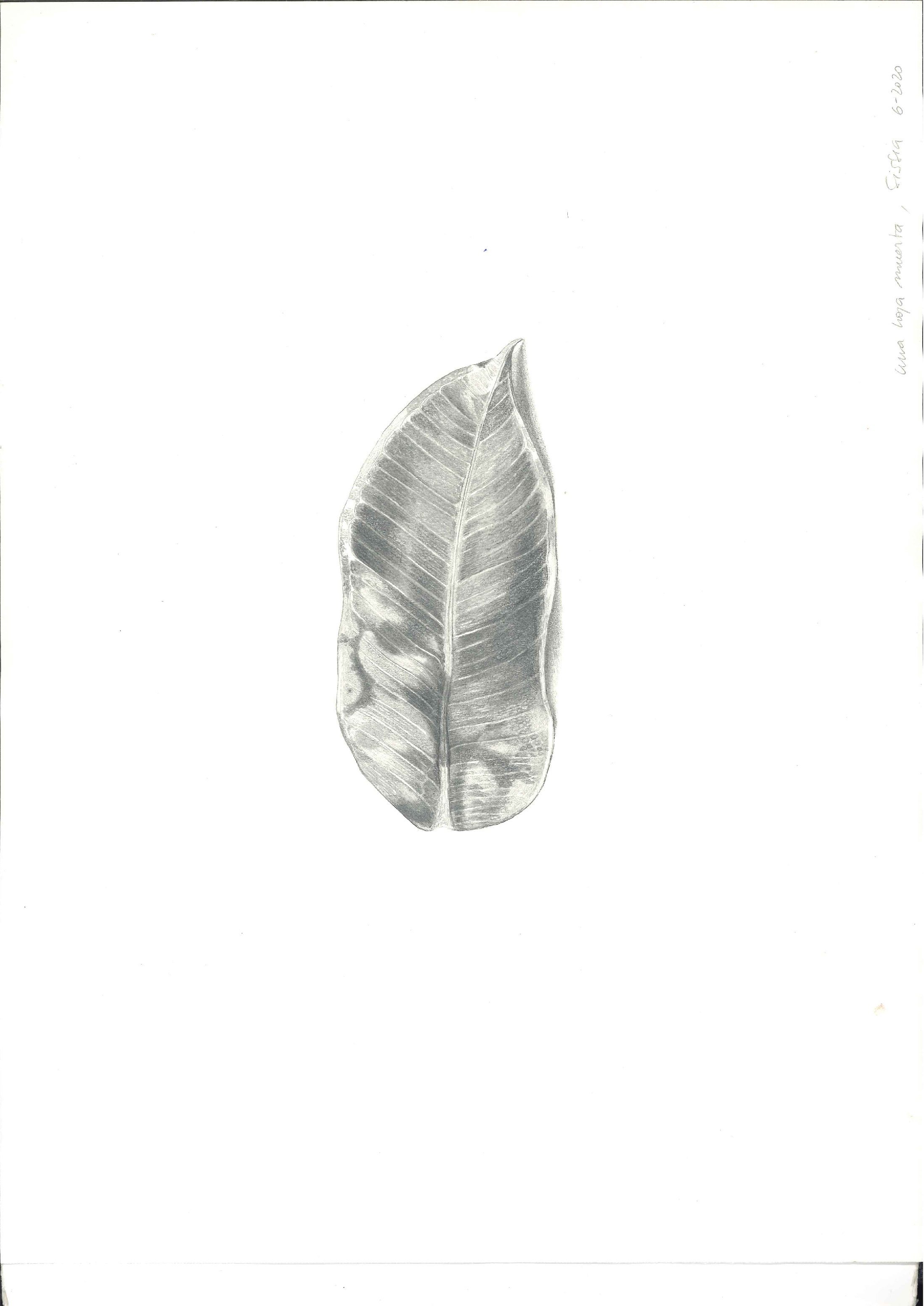 Imagen de un dibujo a lápiz de una hoja de una planta en un fondo blanco
